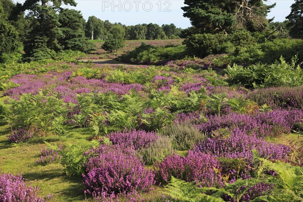 Heather plants, Calluna vulgaris, purple flowers, heathland vegetation, Sutton Heath, Suffolk Sandlings, near Shottisham, England, UK
