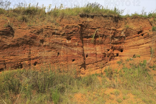 Red crag rock exposed at Buckanay Pit quarry, Alderton, Suffolk, England showing cross bedding of strata and biotic weathering from sand martins