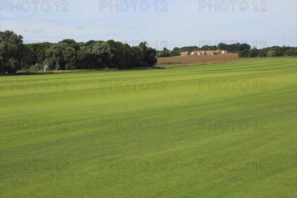 Large field of commercial grass grown as turf, Alderton, Suffolk, England, UK