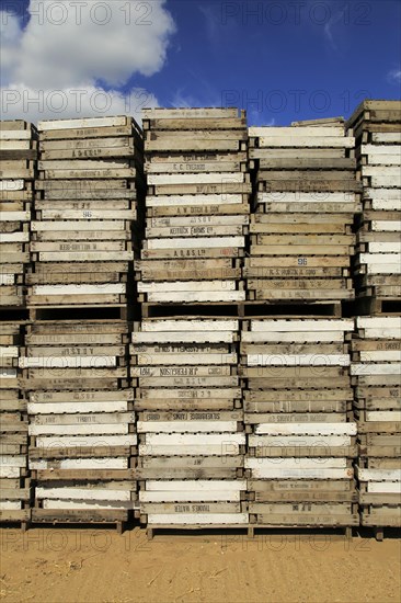 Stacked up trays used for potato seedlings, Boyton Hall Farm, Suffolk, England, UK