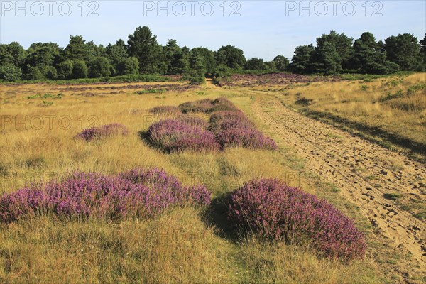 Heather plants, Calluna vulgaris, purple flowers, heathland vegetation, Sutton Heath, Suffolk Sandlings, near Shottisham, England, UK