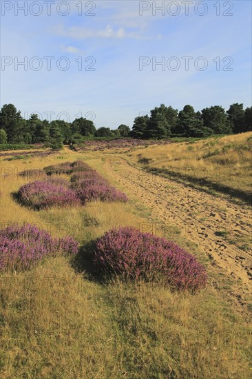 Heather plants, Calluna vulgaris, purple flowers, heathland vegetation, Sutton Heath, Suffolk Sandlings, near Shottisham, England, UK