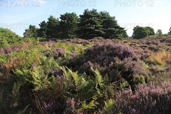 Heather plants, Calluna vulgaris, purple flowers, heathland vegetation, Sutton Heath, Suffolk Sandlings, near Shottisham, England, UK