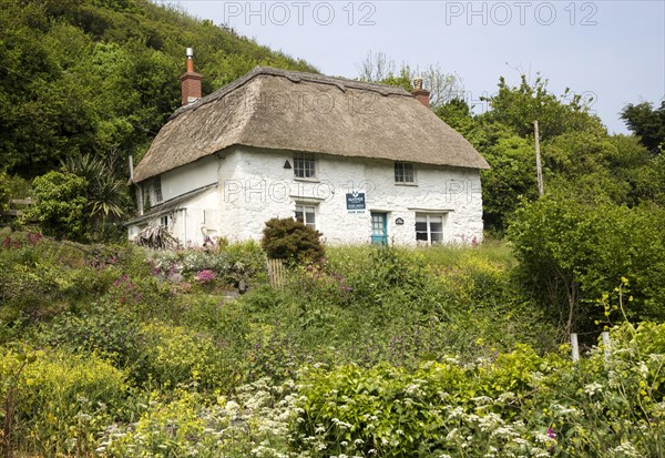 Pretty thatched whitewashed cottage house for sale, Porthoustock, Lizard Peninsula, Cornwall, England, UK