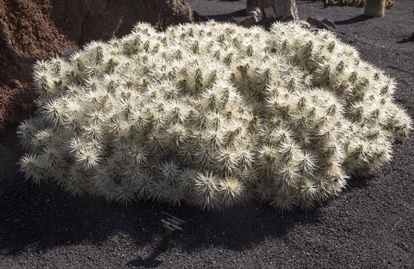 Cactaceae, Optunia Tunicata, from Mexico. Jardin de Cactus designed by César Manrique, Guatiza, Lanzarote, Canary Islands, Spain, Europe