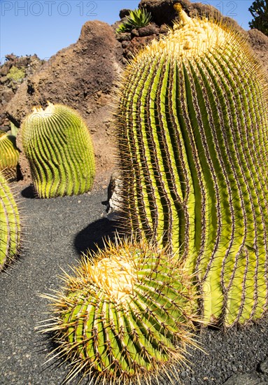 Cactus plants inside Jardin de Cactus designed by César Manrique, Guatiza, Lanzarote, Canary Islands, Spain, Europe