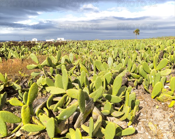 Opuntia ficus-indica prickly pear cactus crop for cochineal production, Mala, Lanzarote, Canary Islands, Spain, Europe