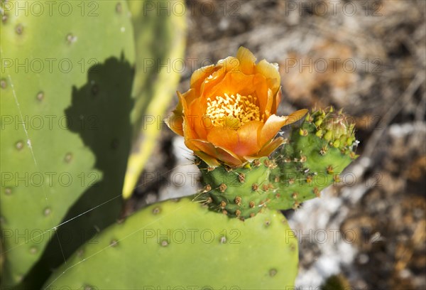Flower of opuntia ficus-indica prickly pear cactus crop for cochineal production, Mala, Lanzarote, Canary Islands, Spain, Europe