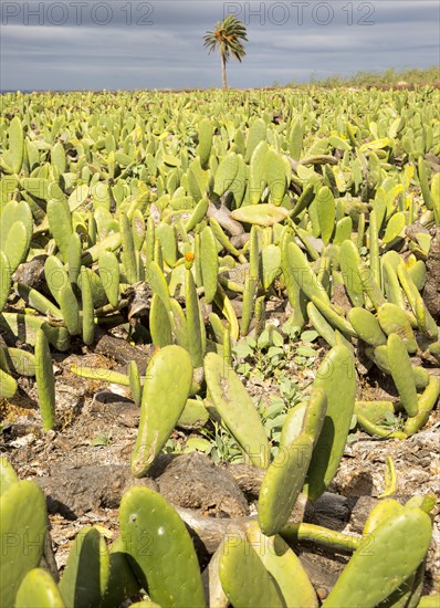 Opuntia ficus-indica prickly pear cactus crop for cochineal production, Mala, Lanzarote, Canary Islands, Spain, Europe