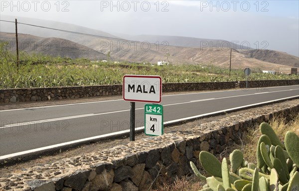 Opuntia ficus-indica prickly pear cactus crop for cochineal production, Mala, Lanzarote, Canary Islands, Spain, Europe