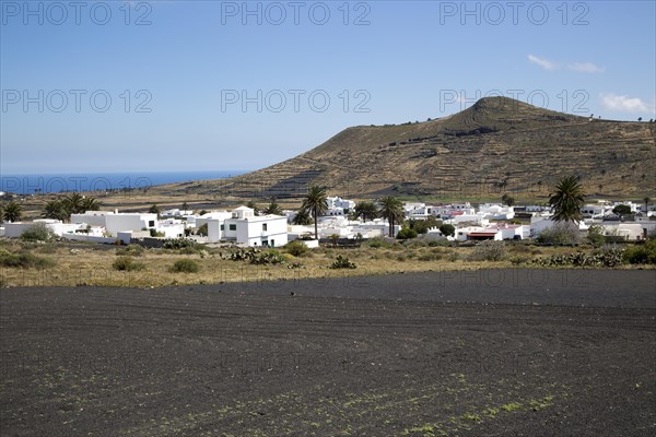 View over cactus black soil field and whitewashed houses, village of Maguez, Lanzarote, Canary Islands, Spain, Europe