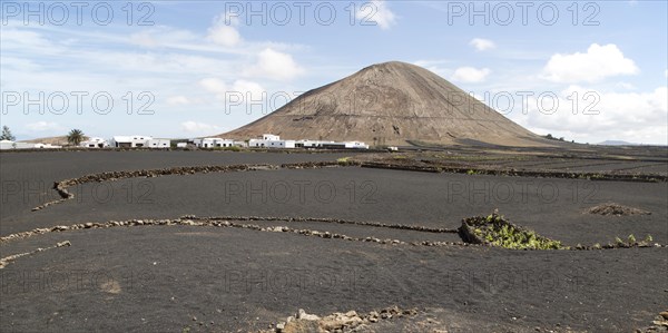 Volcano cone and black volcanic soil farmland, near Tinajo, Lanzarote, Canary Islands, Spain, Montana Tinache, Europe