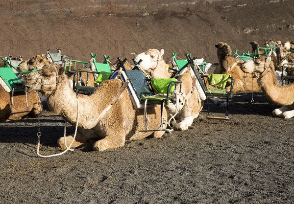 Camels in Parque Nacional de Timanfaya, Echadero de los Camellos, national park, Lanzarote, Canary Islands, Spain, Europe