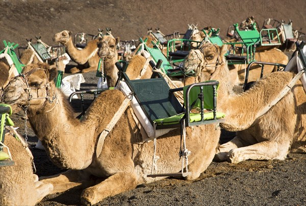 Camels in Parque Nacional de Timanfaya, Echadero de los Camellos, national park, Lanzarote, Canary Islands, Spain, Europe