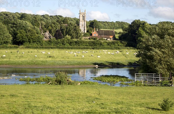 Sheep grazing in pasture by River Kennet, West Overton, Wiltshire, England, UK