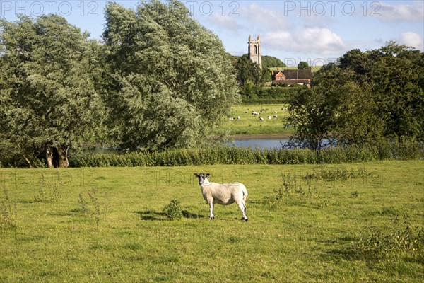 Sheep grazing in pasture by River Kennet, West Overton, Wiltshire, England, UK