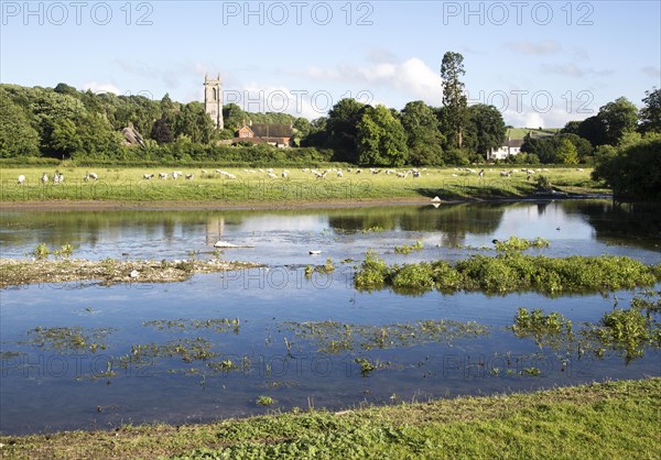 Sheep grazing in pasture by River Kennet, West Overton, Wiltshire, England, UK