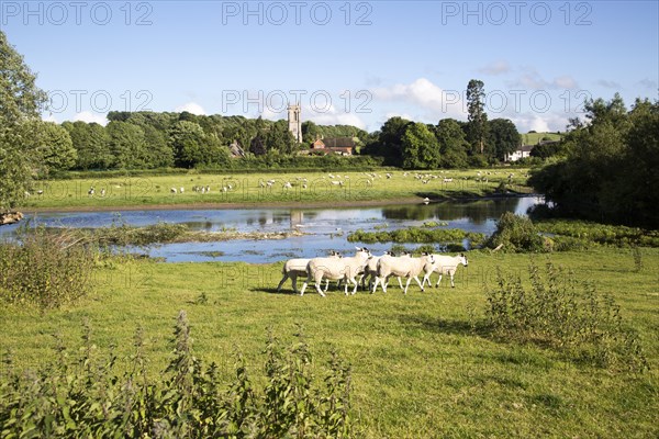 Sheep grazing in pasture by River Kennet, West Overton, Wiltshire, England, UK