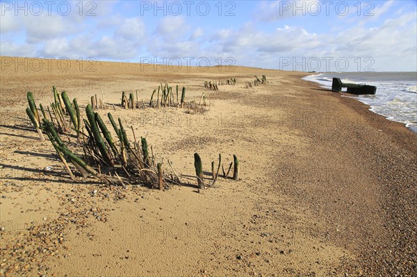 Eroded Second world war pillbox and older wooden posts exposed by beach depletion, Hollesley Bay, from Bawdsey, Suffolk, England, UK