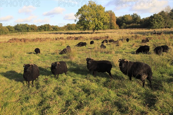 Black hebridean sheep conservation grazing water meadow, Sutton, Suffolk, England, UK