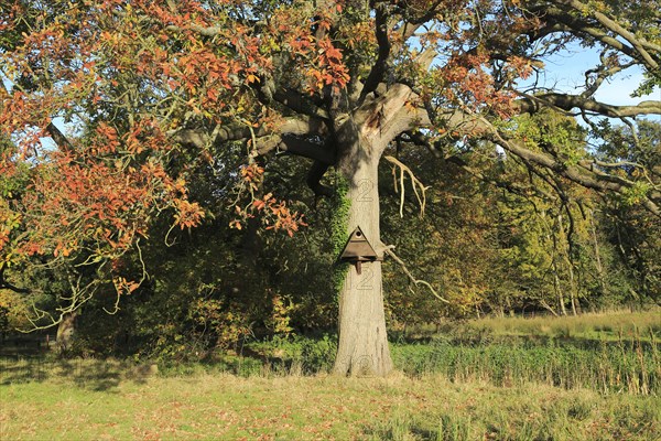 Wooden barn owl nest box on tree, Sutton, Suffolk, England, UK
