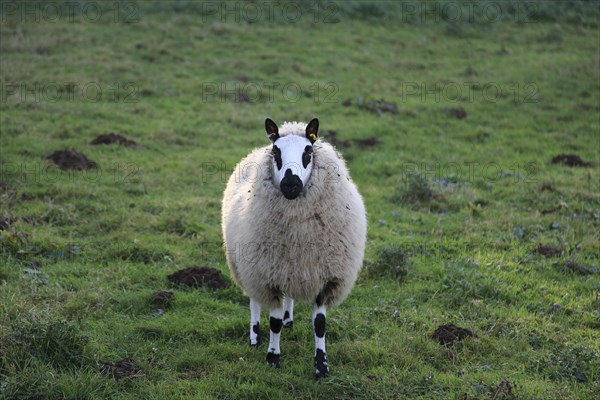 Close up of one sheep black and white speckled standing in field Sutton, Suffolk, England, UK