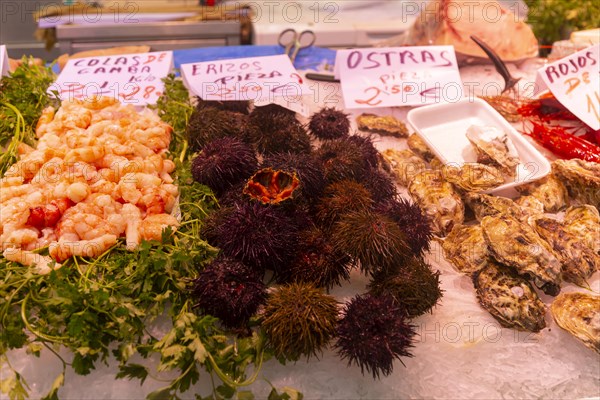 Food stall fishmonger selling fresh fish seafood, prawns, oysters, sea urchins, central market, Valencia, Spain, Europe