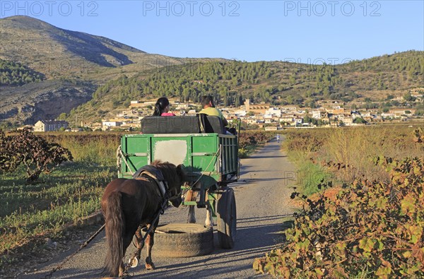 Gypsy horse and cart on road through grapevines near village of Lliber, Marina Alta, Alicante province, Spain, Europe