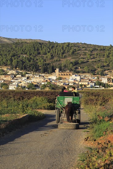 Gypsy horse and cart on road through grapevines near village of Lliber, Marina Alta, Alicante province, Spain, Europe