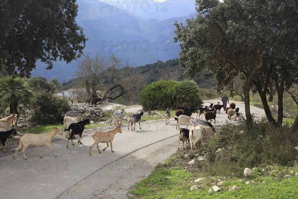 Herd of goats on road, near Benimaurell, Vall de Laguar, Marina Alta, Alicante province, Spain, Europe