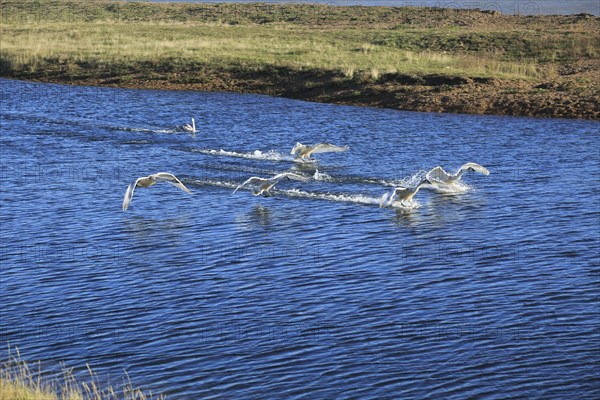 Mute swans landing in coastal lagoon water, Alderton, Suffolk, England, United Kingdom, Europe