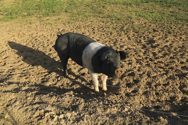 British Saddleback pig outdoors free range farming, Suffolk, England, UK