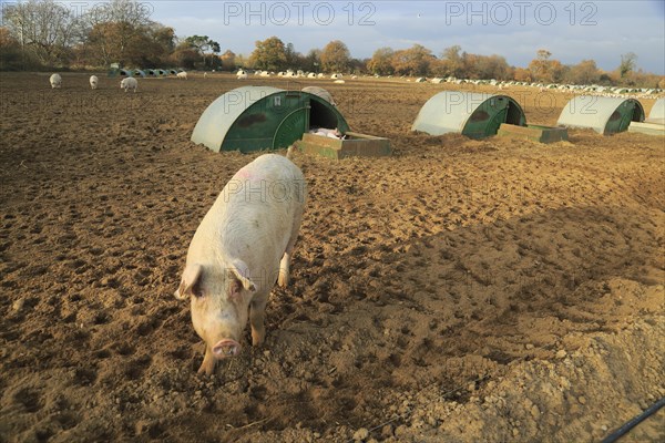 Free range pig livestock farming, Shottisham, Suffolk, England, UK