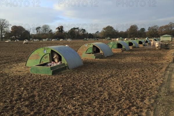 Free range pig livestock farming, Shottisham, Suffolk, England, UK