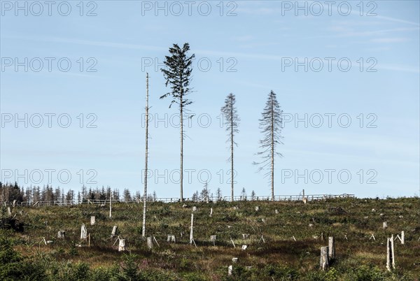 Dead spruce trees due to bark beetle infestation. Heat, drought, storms and climate change have severely damaged German forests, Oderbrück, 17.07.2022