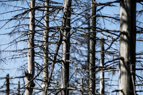 Dead spruce trees due to bark beetle infestation. Heat, drought, storms and climate change have severely damaged German forests, Oderbrück, 17.07.2022
