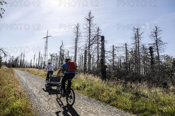 Cyclists ride past dead spruce trees in the Harz Mountains. Heat, drought, storms, bark beetles and climate change have severely damaged the German forests, Oderbrück, 17.07.2022