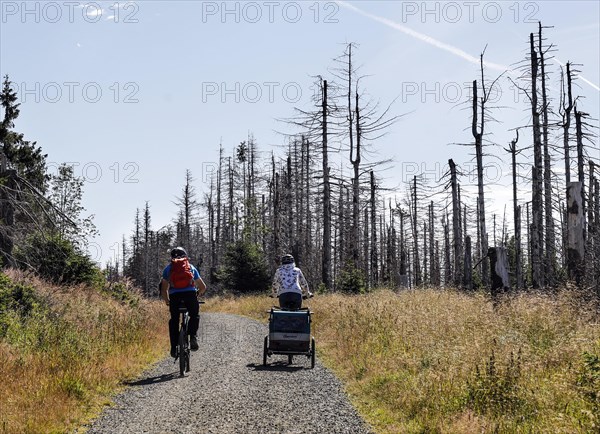 Cyclists ride past dead spruce trees in the Harz Mountains. Heat, drought, storms, bark beetles and climate change have severely damaged the German forests, Oderbrück, 17.07.2022