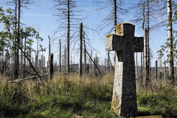 Dead spruce trees stand around a cross at the Oderbrück war cemetery in the Harz Mountains. Bark beetles, heat, drought, storms and climate change have severely damaged the German forests, Oderbrück, 17.07.2022
