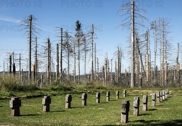 Dead spruce trees stand around a cross at the Oderbrück war cemetery in the Harz Mountains. Bark beetles, heat, drought, storms and climate change have severely damaged the German forests, Oderbrück, 17.07.2022