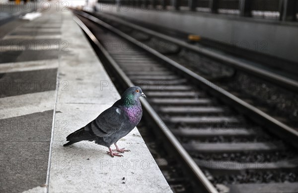 A pigeon sits on the platform at Südkreuz station. The fourth train drivers' strike by the German Train Drivers' Union, GDL, on Deutsche Bahn's passenger services has begunm, Berlin, 24 January 2024