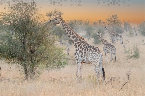 Giraffe. A cold and foggy dawn and like a vision, in the silence, they appear in all their majesty and elegance, they were very close, luckily I had a short lens and was able to take this shot, Kruger National Park South Africa