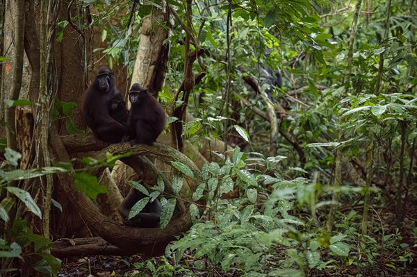 Crested macaque (Macaca nigra) This shot made in Tangkoko National Park in Sulawesi, Indonesia, Asia