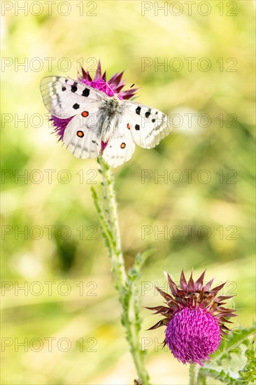 The Apollo butterfly (Parnassius Apollo) typically lives above 1200 meters above sea level and is found on some of the highest mountains in Europe and Asia. It is in fact a species that survived the last ice age, taking refuge at high altitude. It loves sunny sites and forest clearings