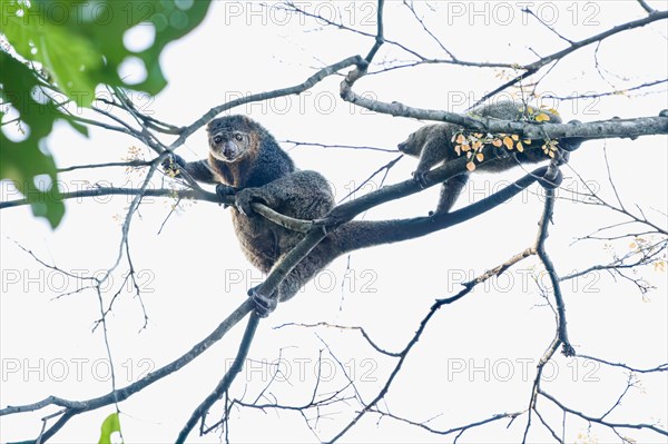The common cusco (Spilocuscus maculatus) is an arboreal marsupial of the Phalangeridae family, this shot made in Tangkoko National Park in Sulawesi, Indonesia, Asia
