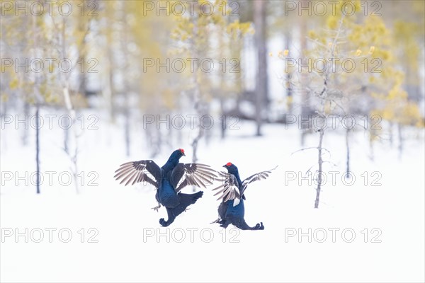 Black grouse (Lyrurus tetrix) during fighting, this photo was taken in Kusamo, Finland, Europe