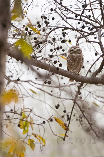 Spotted owlet (Athene brama) photographed in the jungle of Ranthambore National Park famous for tigers in Rajastan India