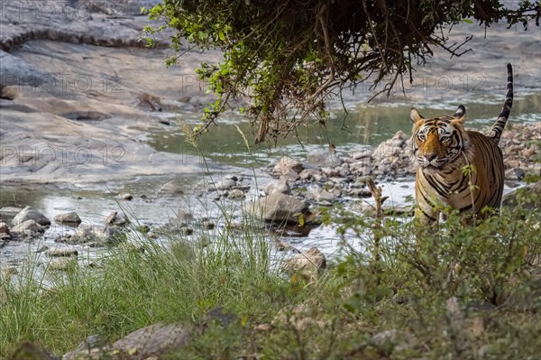 DSC00493- Male tiger (Panthera tigris) photographed in the jungle of Ranthambore National Park famous for tigers in Rajastan India