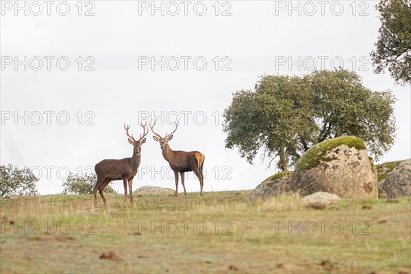 Two magnificent specimens of adult male of deer (Cervus elaphus) in their natural environment. Shot made in Andujar, Andalusia, Spain, Europe