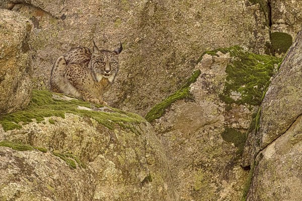 Iberian lynx (Lynx pardinus), juvenile, shot made in Andujar, Andalusia, Spain, Europe